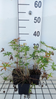 Geranium clarkei 'Kashmir White'   pot 9x9 cm