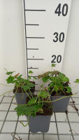 Geranium x cantabrigiense 'Lohfelden'   pot 9x9 cm