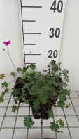 Geranium cinereum var. Subcaulescens   pot 9x9 cm