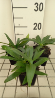 Gentiana dahurica   pot 9x9 cm