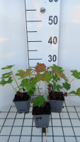 Geranium 'Brembra' (Dragon Heart)   pot 9x9 cm