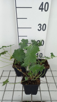 Geranium 'Bremdream' (Dreamland)   pot 9x9 cm  