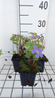Geranium himalayense 'Gravetye'   pot 9x9 cm
