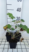 Geranium ibericum   pot 9x9 cm