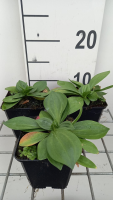 Gentiana lutea   pot 9x9 cm  