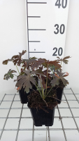 Geranium maculatum 'Espresso'   pot 9x9 cm