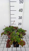 Geum 'Mango Lassi'   pot 9x9 cm