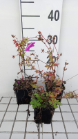 Geranium 'Matu Vu'   pot 9x9 cm