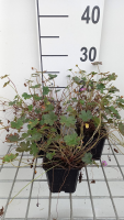 Geranium 'Bremmery' (Orkney Cherry)   pot 9x9 cm