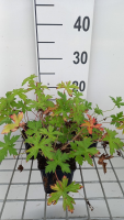 Geranium x oxonianum 'Rose Clair'   pot 9x9 cm