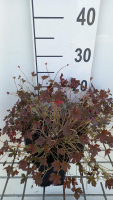 Geranium 'Sanne'   pot 9x9 cm