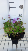Geranium 'Pink Penny'   pot 9x9 cm  