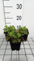 Geum rivale 'Flames of Passion'   pot 9x9 cm  
