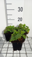 Geum rivale 'Leonard's Variety'   pot 9x9 cm  