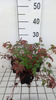 Geranium robertianum   pot 9x9 cm