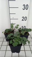 Geranium sanguineum 'Apfelblüte'   pot 9x9 cm  