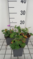 Geranium sanguineum 'Compactum'   pot 9x9 cm