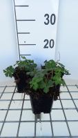 Geranium 'Sweet Heidy'   pot 9x9 cm