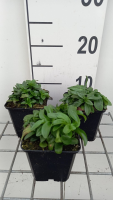 Gentiana septemfida var. Lagodechiana   pot 9x9 cm