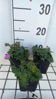 Geranium sanguineum 'Shooting Star'   pot 9x9 cm  
