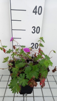 Geranium 'Tiny Monster'   pot 9x9 cm  