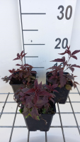 Gillenia trifoliata 'Pink Profusion'   pot 9x9 cm