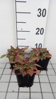 Goniolimon tataricum   pot 9x9 cm