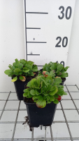Gypsophila cerastioides   pot 9x9 cm