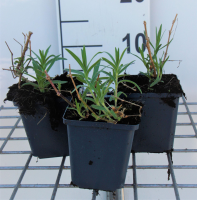Gypsophila paniculata 'Schneeflocke'   pot 9x9 cm  
