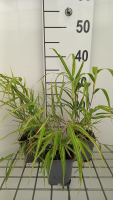 Hakonechloa macra 'Albostriata'   pot 9x9 cm