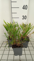 Hakonechloa macra 'Beni kaze'   pot 9x9 cm