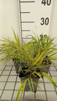 Hakonechloa macra 'Naomi'   pot 9x9 cm