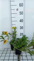 Helenium autumnale 'Pumilum Magnificum'   pot 9x9 cm  