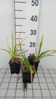 Hemerocallis 'Baley Hay'   pot 9x9 cm