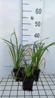 Hemerocallis 'Black Prince'   pot 9x9 cm