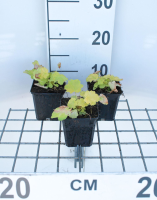 Helleborus orientalis 'Citron'   pot 9x9 cm