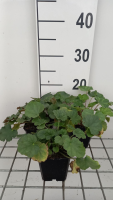 Heuchera sanguinea 'Coral Petite'   pot 9x9 cm