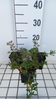 Helianthemum 'Cerise Queen'   pot 9x9 cm