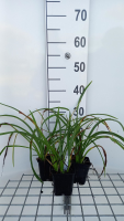 Hemerocallis 'Catherine Woodbury'   pot 9x9 cm