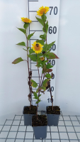 Helianthus decapetalus 'Capenoch Star'   pot 9x9 cm  