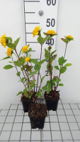 Helianthus decapetalus 'Soleil d'Or'   pot 9x9 cm  