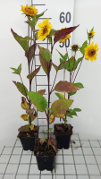 Helianthus decapetalus 'Triomphe de Gand'   pot 9x9 cm  