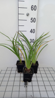 Hemerocallis 'El Desperado'   pot 9x9 cm