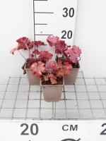 Heuchera 'Fire Alarm'   pot 9x9 cm