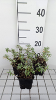 Helianthemum 'Fire Dragon'   pot 9x9 cm