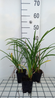Hemerocallis fulva 'Flore Pleno'   pot 9x9 cm