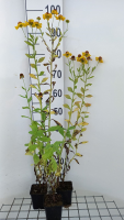 Helenium 'Goldrausch'   pot 9x9 cm