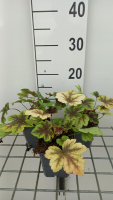 X Heucherella 'Golden Zebra'   pot 9x9 cm