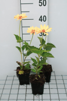 Heliopsis helianthoides 'Venus'   pot 9x9 cm