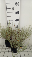 Helichrysum italicum subsp. Microphyllum   pot 9x9 cm  